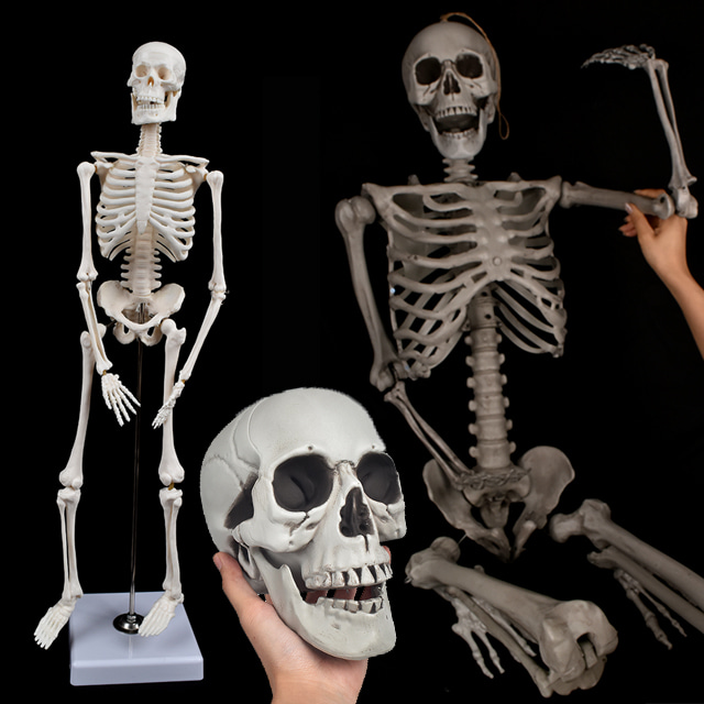 해골모형 두개골 인체 사람 모형 해골 뼈 관절 골격 해부 근육 피부 관절 신체 장기 모형