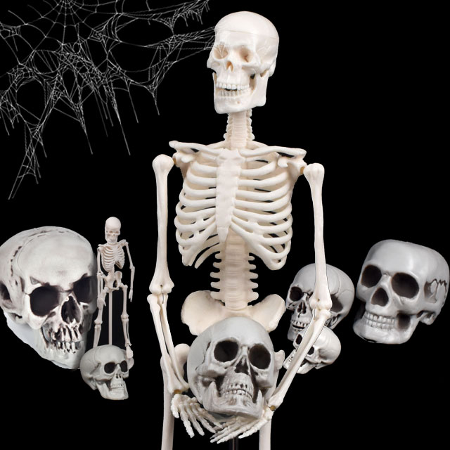 뼈 해골 모형 두개골 인체 골격 사람 관절 해부 근육 미술 관절 신체 모형도